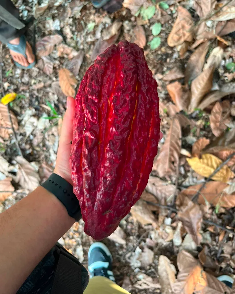 Cacao 3