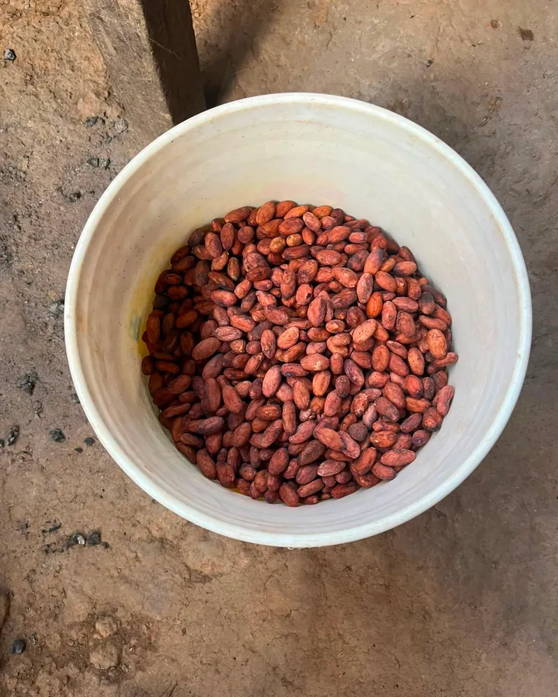 Cacao 5